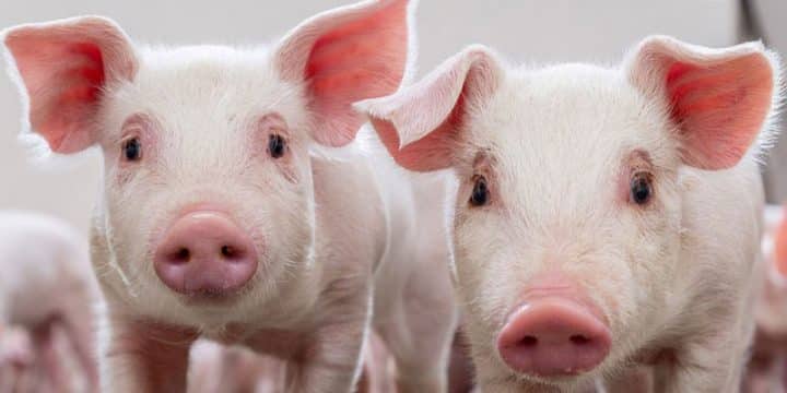 Sandwich Panels Pig Farming