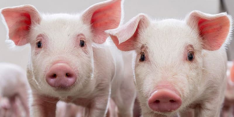 Sandwich Panels Pig Farming, Panneaux Sandwich l'Élevage Porcin