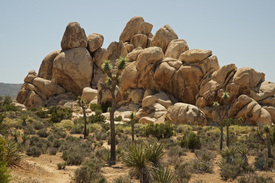 Dagfoto 145-2011 Amerikareis Joshua Tree