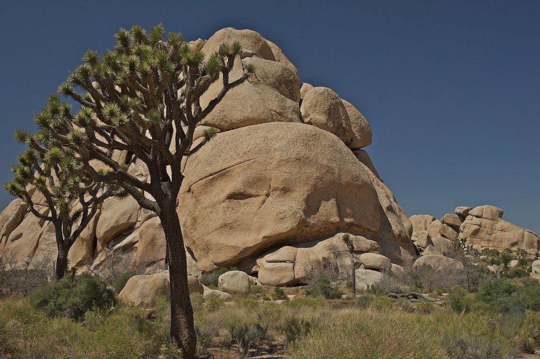 Dagfoto 145-2011 Amerikareis Joshua Tree