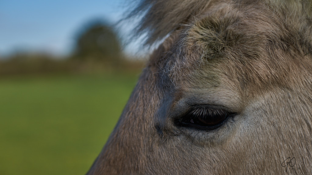 Close-up van paardenoog