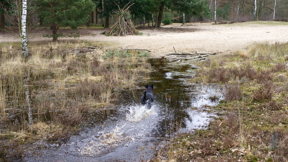 Balou de leenhond. Foto van een hond die door een waterplas rent.