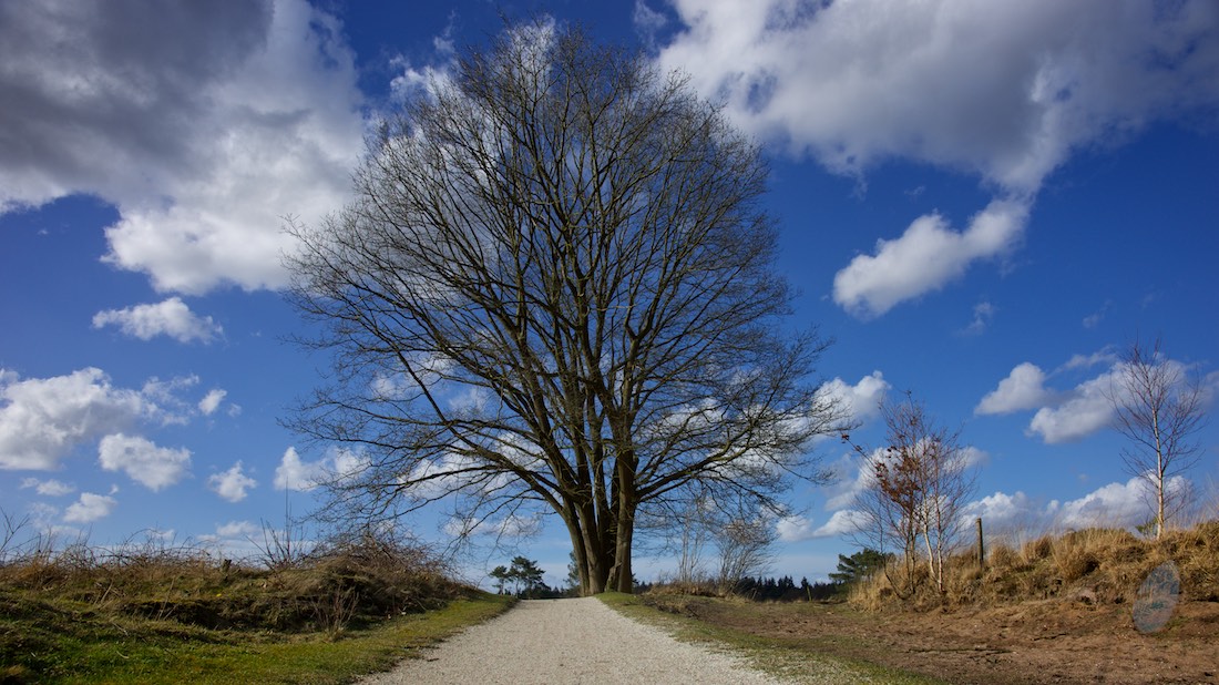 Wolkenstraten. Foto van een boom met wolken aan de lucht.