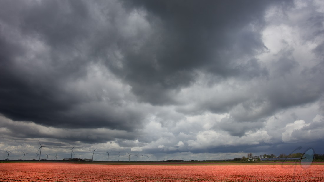 Koningsdag 2016. Foto van oranje tulpenbollen in de Flevopolder.