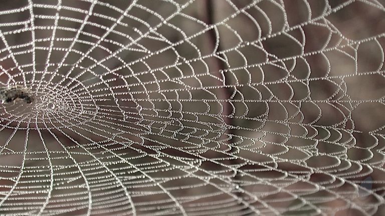 Spinnenweb over de vrije jongen en de loonslaaf