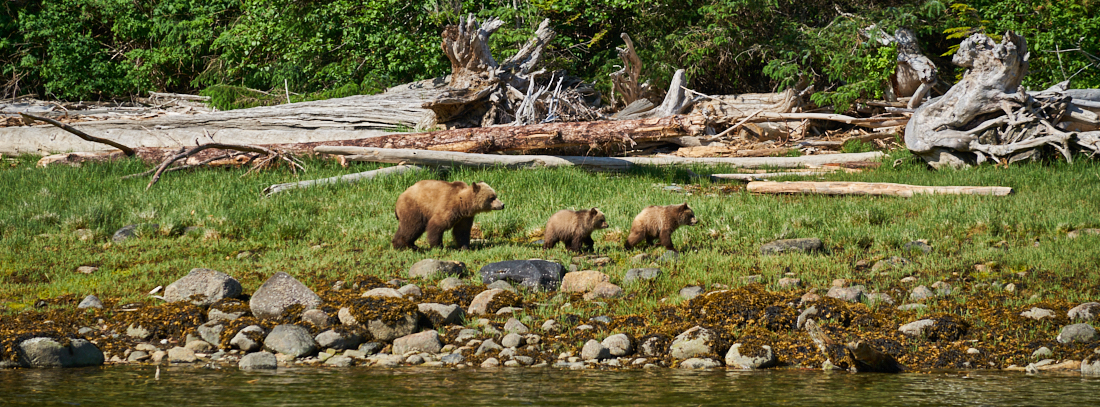 Grizzlyfamilie in Knight Inlet, Canada