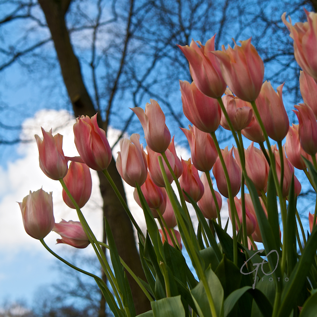 Dagfoto 097-2010 Keukenhof
