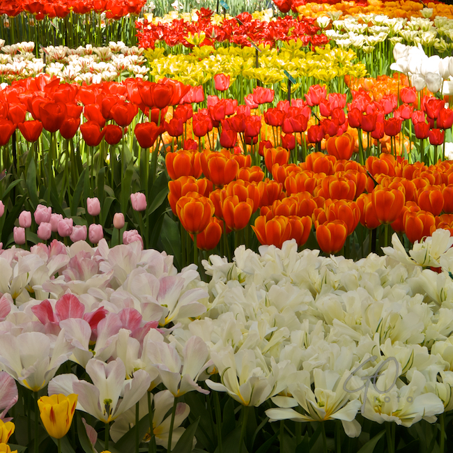 Dagfoto 097-2010 Keukenhof