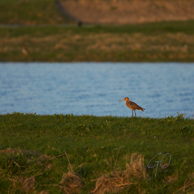 Dagfoto 105-2010 Avondrood