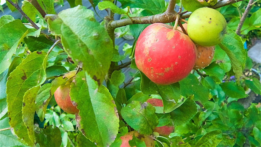 Dagfoto 238-2014 Appelplukdag