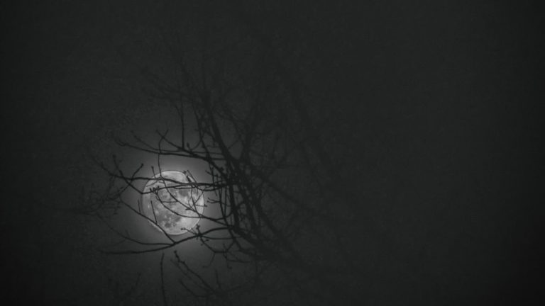 De maan schijnt door de bomen