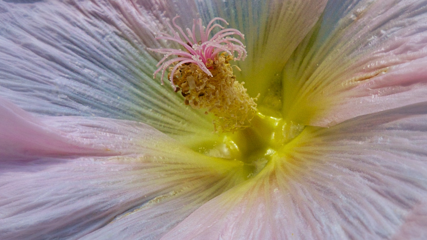 Detail van bloem van een stokroos