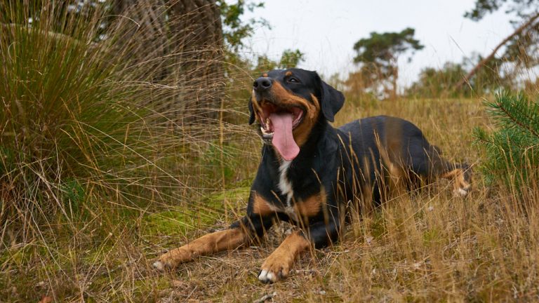 Hond in bosrijk gebied