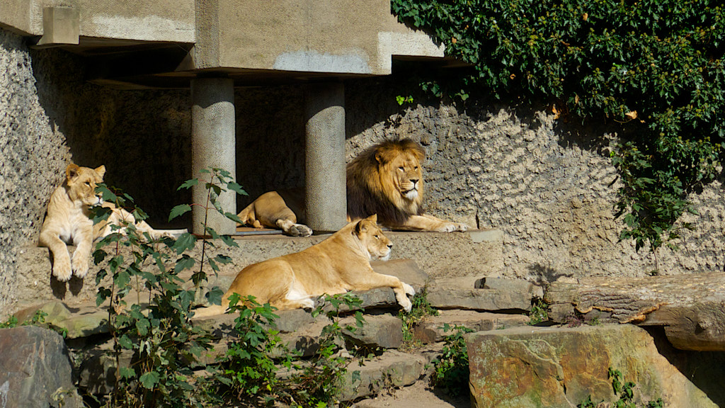 Leeuwen op rotsen in dierentuin Artis