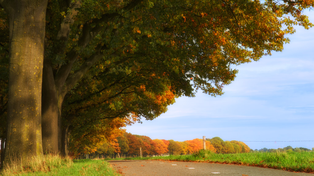 Fietspad onder bomen met herfstkleuren