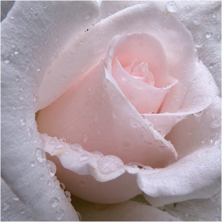 Close-up van een roos