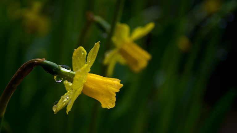 Narcis met waterdruppels