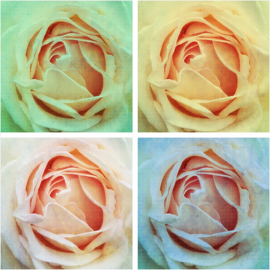 Vier rozen in diverse kleuren
