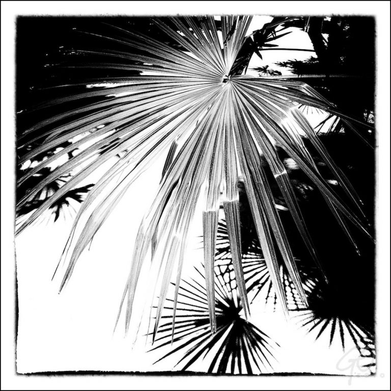 Grafisch afbeelding van bamboeblad (zwart-wit)