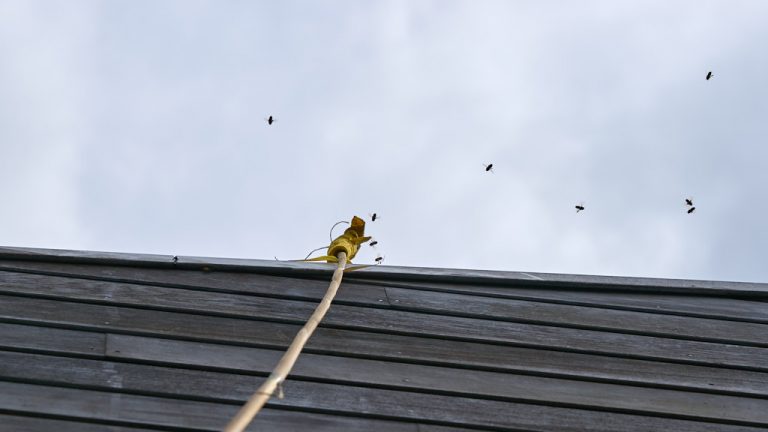Lange stok bij dakgoot met zwerm wespen