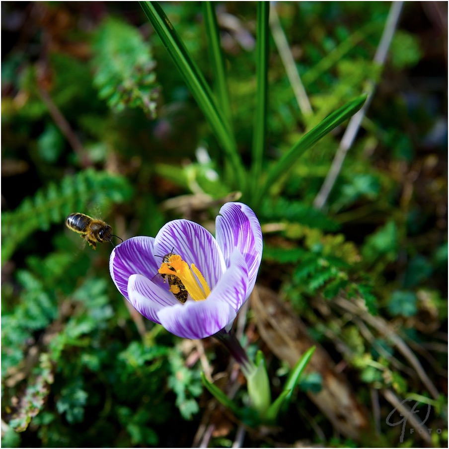 Wespen bij een krokus