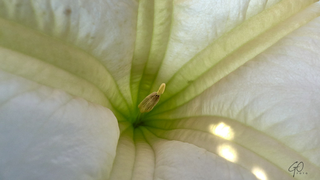 Bloemkelk close-up