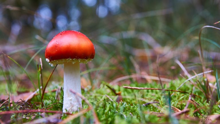 Paddestoel met rood hoedje in bos