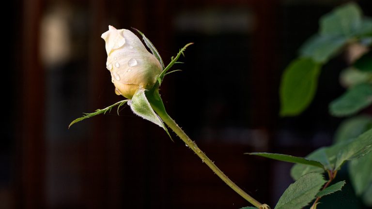 Knop van een roos