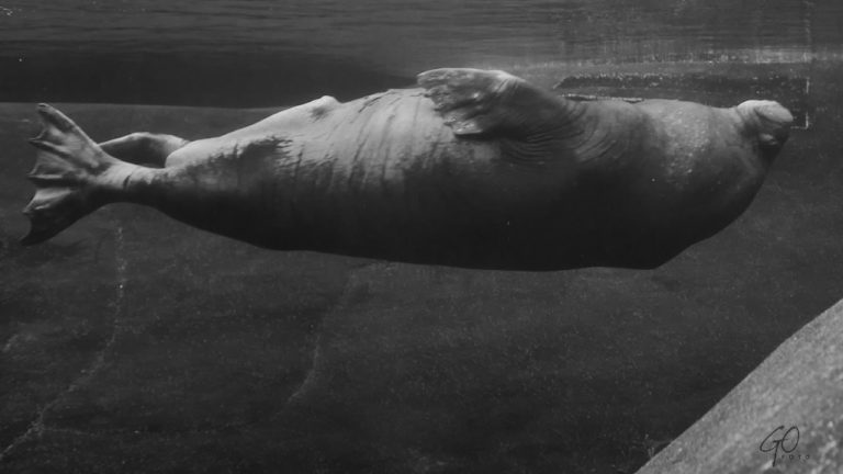 Walrus drijft op z'n rug in het bassin