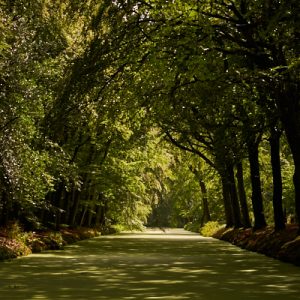 Foto van bomen langs kanaal: Feeling green naar inzamelpunt