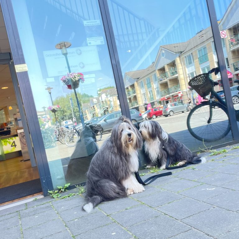 Twee langharige honden bij ingang van apotheek