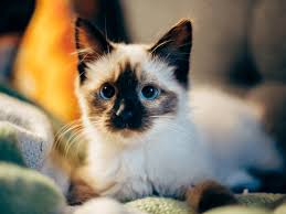 Many plants | 1 cat