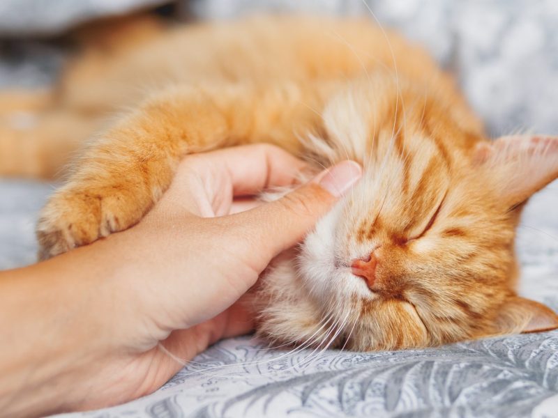 Animals with specific needs | 1 Dog | 2 cats