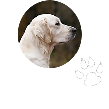 Kennel Goldcherrys