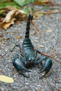 scorpion thailande