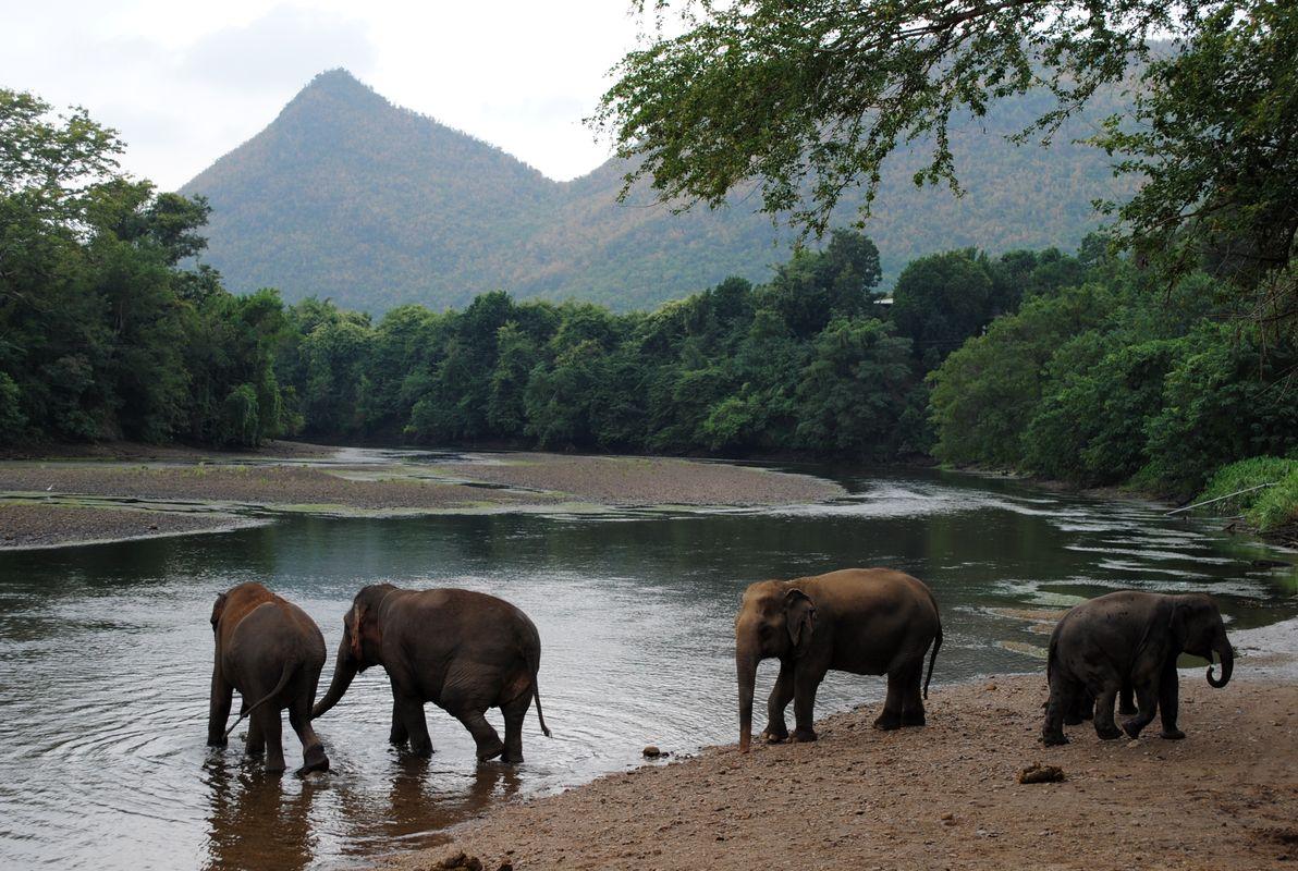 elephants libres