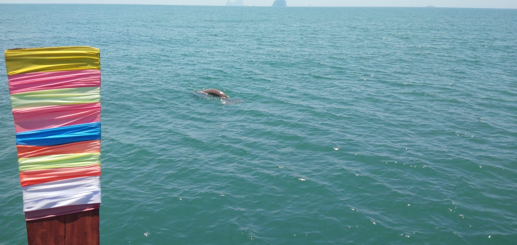 dugong sud thailande