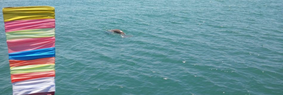 dugong sud thailande