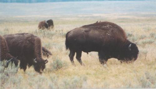 242aaa-bison.jpg