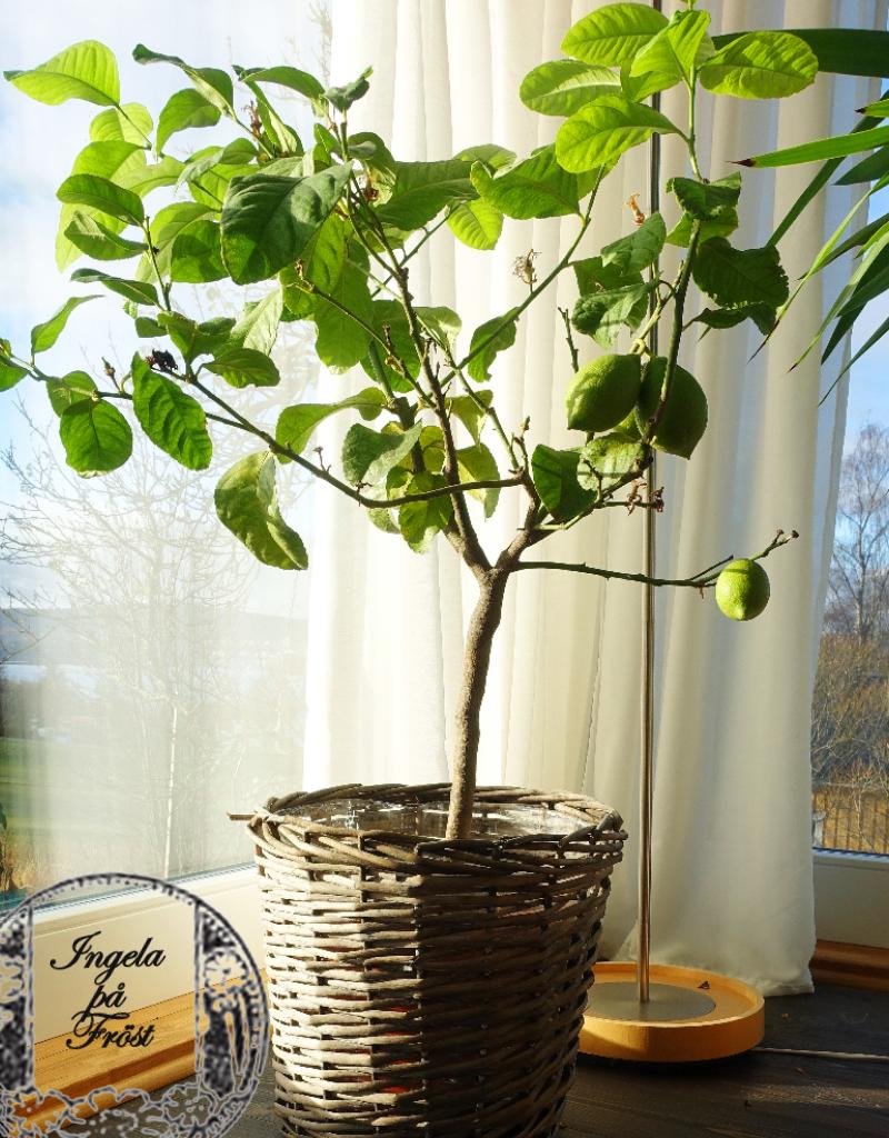 Ett citronträd är ett måste för varje ärligt menad vinterträdgård! Vinterträdgården för liv och lust - för te och citron!