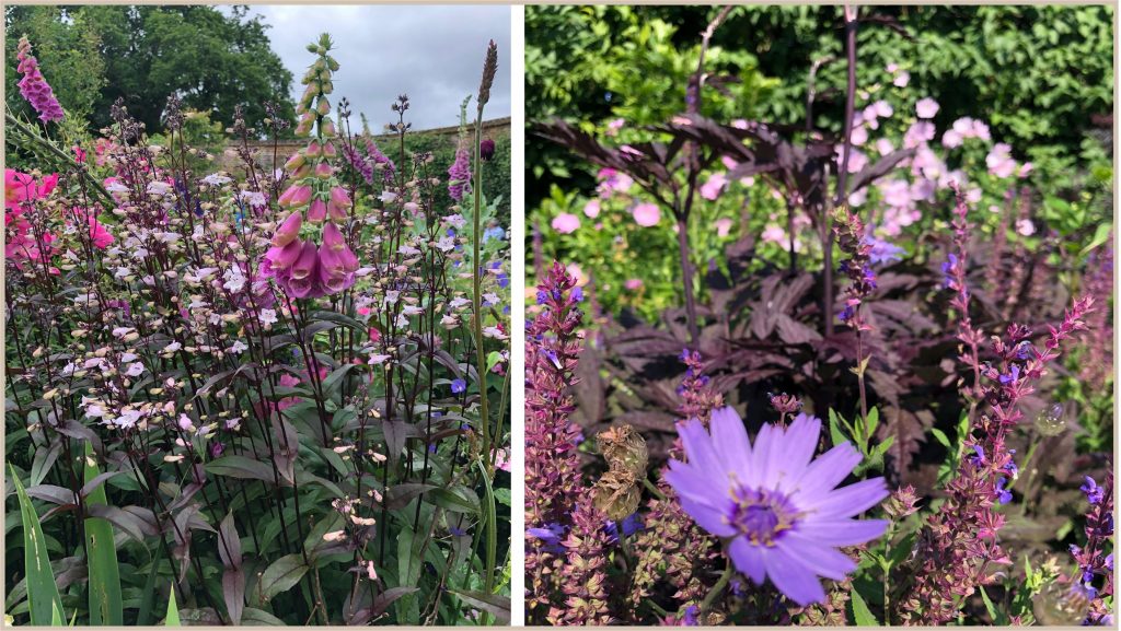 Fingerborgsblomma och gräsfibbla. Cottage garden för  blom- färgälskaren