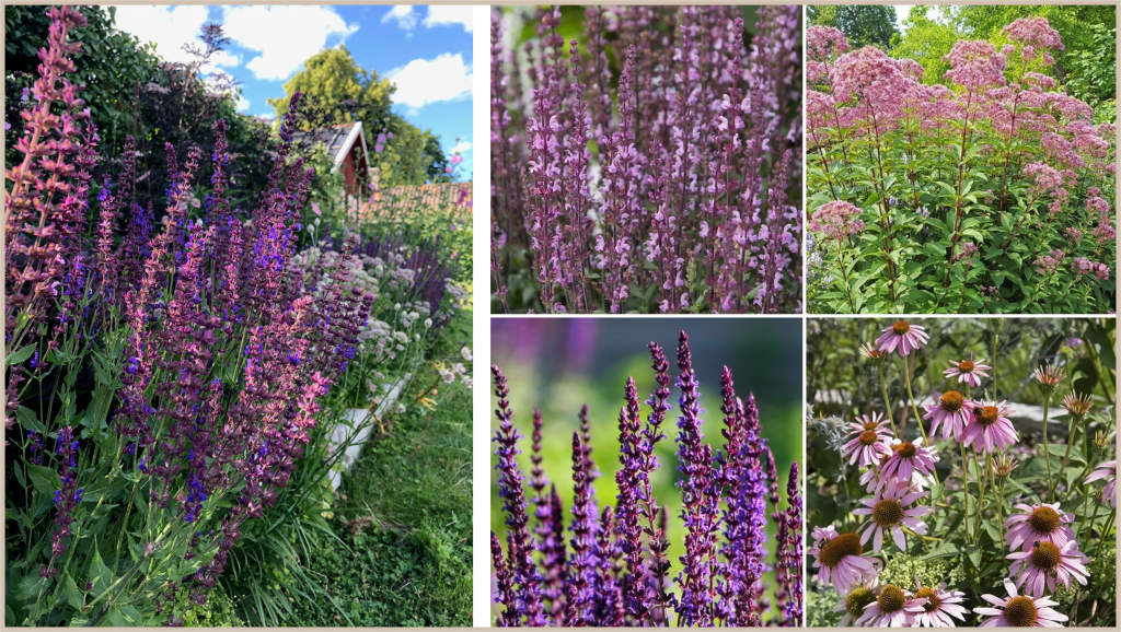 Stäppsalvia, rosenflockel, solhatt. Cottage garden för  blom- färgälskaren