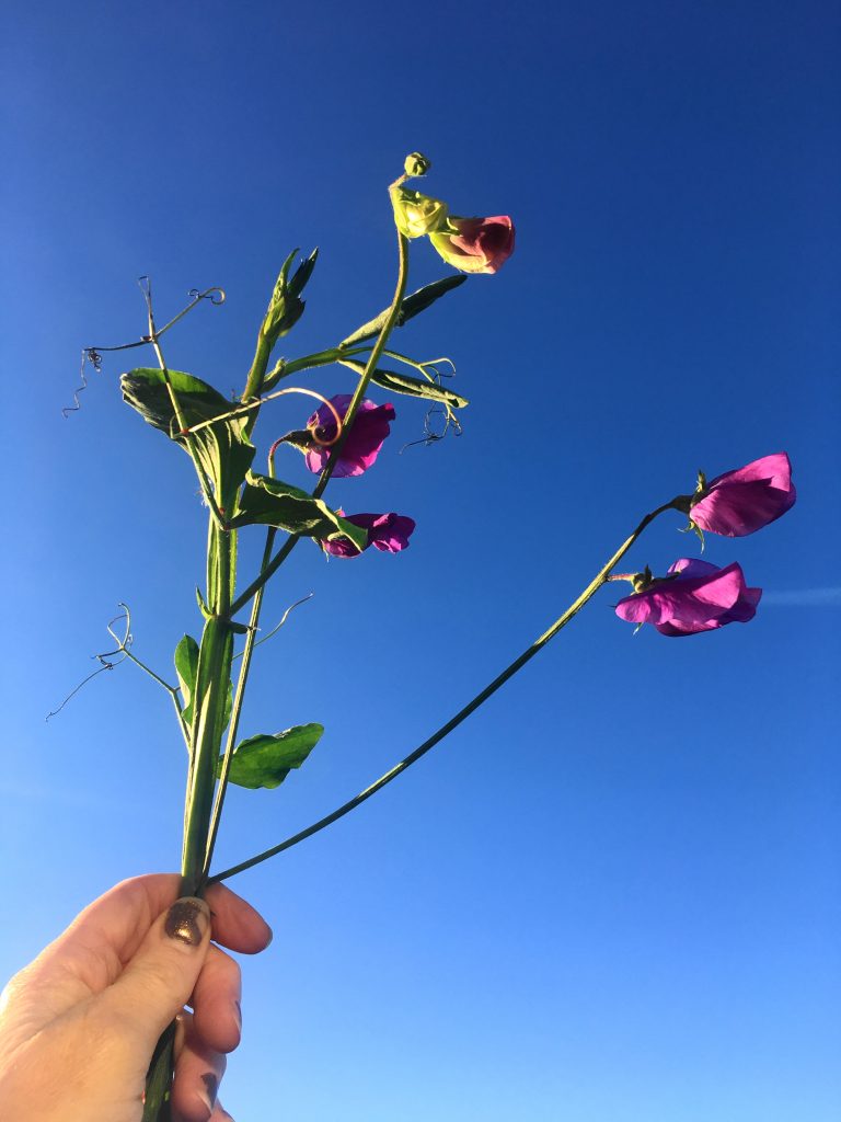 Förra årets sista luktärt. fröpåsen jorden odling trädgårdens