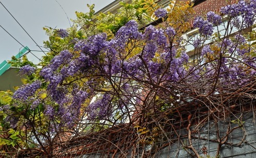 blauweregen nieuwe molstraat