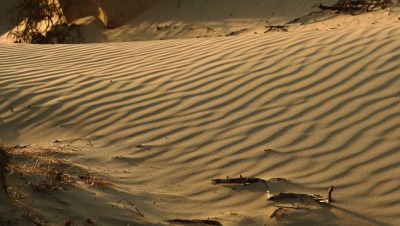 duinen Westduinpark
