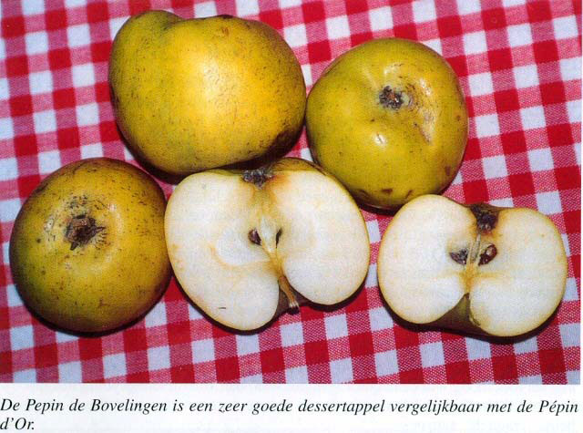 Pepin de Bovelingen