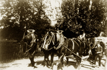 De voerman met paarden