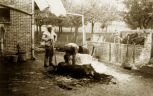 Het 'schrabben' van het varken