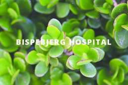 Sedum tag lagt på Bispebjerg Hospital