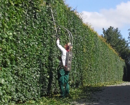 højhæk